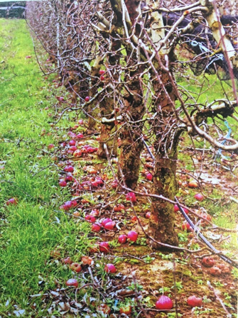 Gaspillage dans un verger